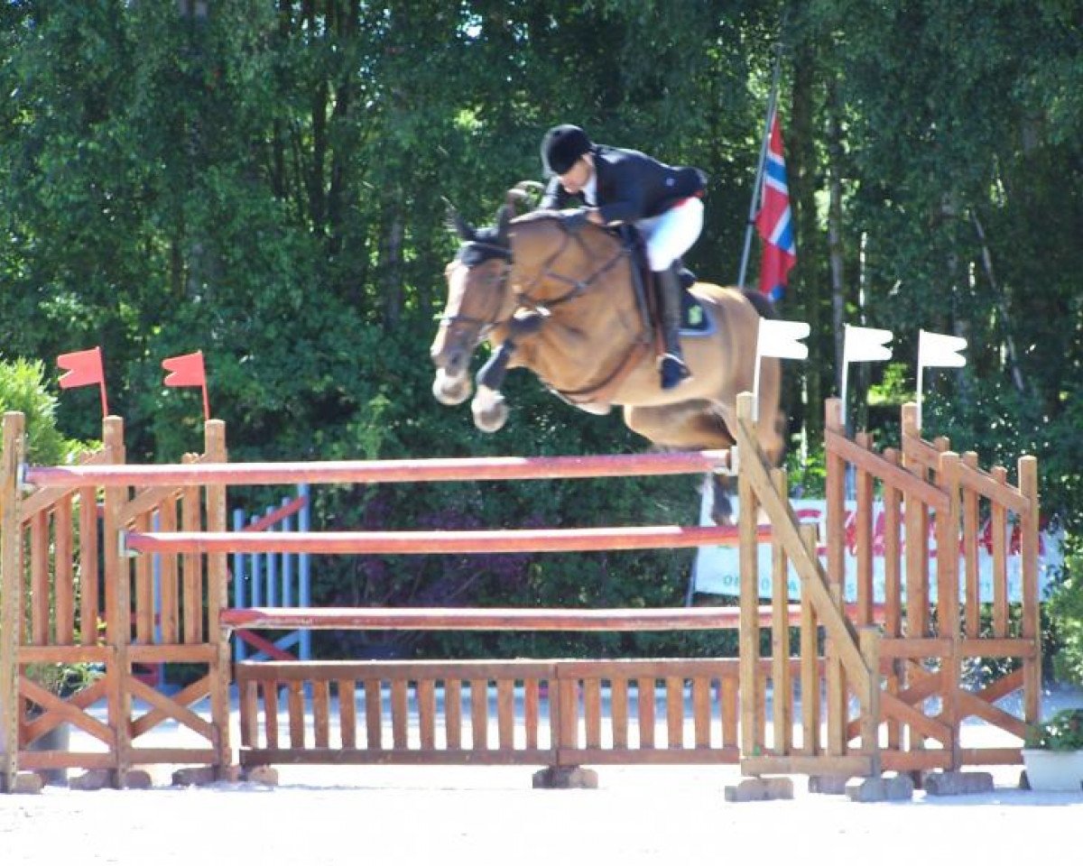 horse Karaouan de Cartigny (Selle Français, 1998, from Caprice d'Elle II)