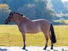 jumper Haakon Indio (Fjord Horse, 2006)