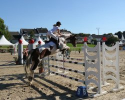 broodmare Ostrupgards im Pasto Ice (Pinto / Small Riding Horse, 2006, from Imagic)