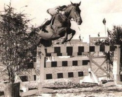 broodmare Quoulette (Selle Français, 1960, from Babouino xx)