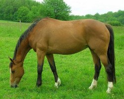 broodmare Geryle (Selle Français, 1994, from Béryl de la Lande)