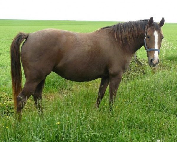 broodmare Octalia de Mars (Selle Français, 2002, from Darco)