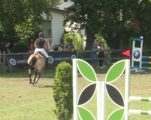 Reitturnier Langenthal 2019