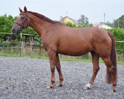 broodmare Pasadena (Bavarian, 1995, from Fredericus-an)