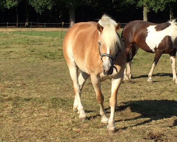 horse Abba (Haflinger, 2010, from Adelshüter)