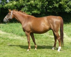 broodmare Rienza de Mazure (Selle Français, 2005, from Quidam de Revel)