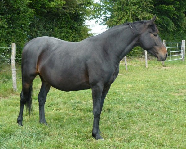 broodmare Sonora de Mazure (Selle Français, 2006, from Indoctro)