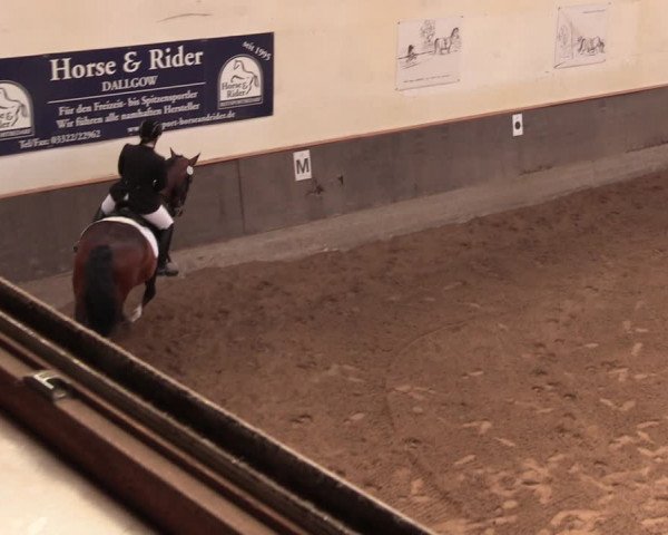 Reitturnier Dallgow 2019