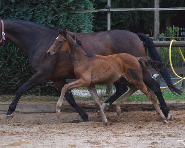 dressage horse Stute von Formel Eins / Perechlest/T. (Westphalian, 2016, from Formel Eins 11)