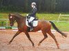 broodmare Biene Maja 18 (Trakehner, 2008, from Perechlest)