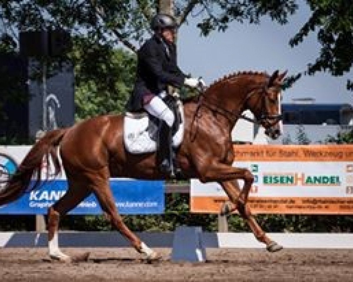 dressage horse Skarabea (Zweibrücken, 2011, from Sarkozy 3)