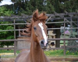 broodmare Reine Freude (Hanoverian, 2002, from Rotspon)