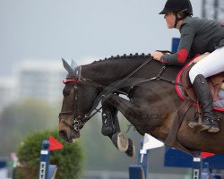 broodmare Samara de Mazure (Selle Français, 2006, from Ideal de La Loge)