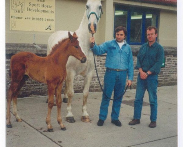 Zuchtstute Loughend Lady (Irish Sport Horse, 1978, von Legaun Prince)