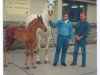 Zuchtstute Loughend Lady (Irish Sport Horse, 1978, von Legaun Prince)