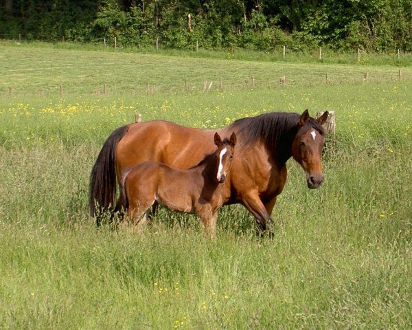 broodmare Baline du Chesnay (Selle Français, 1989, from Muguet du Manoir)