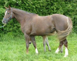 broodmare Ushsaia de Mazure (Selle Français, 2008, from Indoctro)