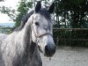 broodmare Ma Gardesse (Trakehner, 2008, from Angard)