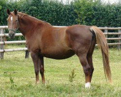 broodmare Orphée du Chesnay (Selle Français, 2002, from Quidam de Revel)