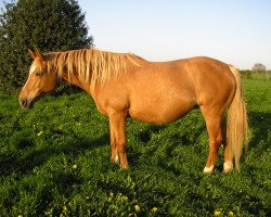 broodmare Océanie de l'Isle (Selle Français, 2002, from Grenat de Grez)