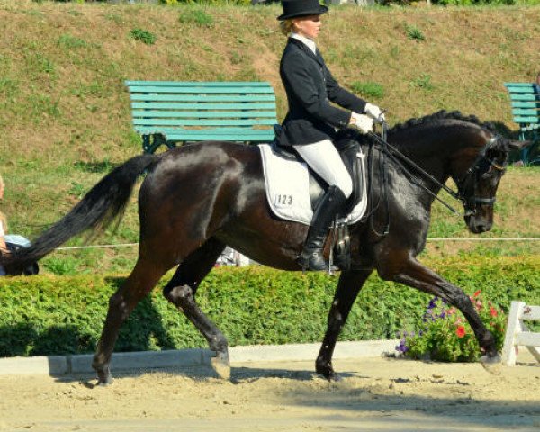 broodmare Ma petite fleur 2 (Trakehner, 2003, from Hertug)