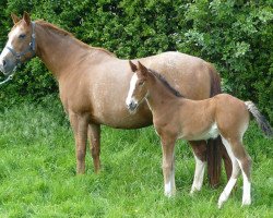 broodmare Nuance de Bray (Selle Français, 2001, from Power Light)