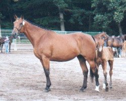 broodmare Gadgy des Broches (Selle Français, 1994, from Alcamera La Silla (Alcamera de...)