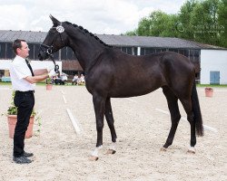 broodmare Amber 127 (Trakehner, 2012, from Kostolany)