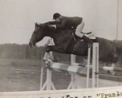 Deckhengst Frants (Lettisches Warmblut, 1973, von Flagmanis)