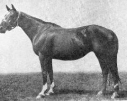 broodmare Zerkalnaja xx (Thoroughbred, 1950, from Zagar xx)