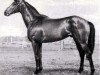 stallion Zarjad xx (Thoroughbred, 1955, from Agregat xx)