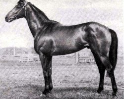 stallion Zarjad xx (Thoroughbred, 1955, from Agregat xx)