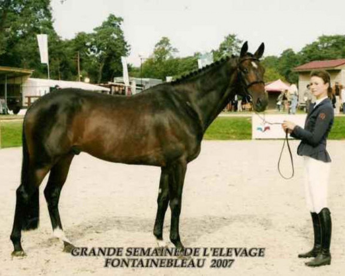 Deckhengst Olala de Buissy (Selle Français, 2002, von Cook du Midour AA)