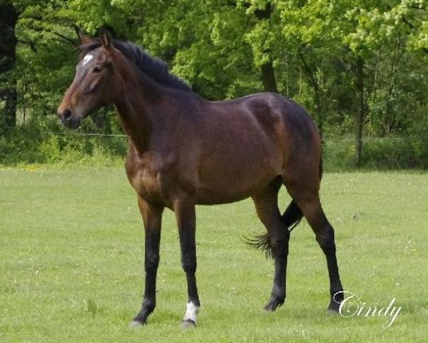 Zuchtstute Cindy (Trakehner, 2009)