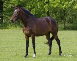 broodmare Cindy (Trakehner, 2009)