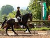 dressage horse Ruinart 2 (Oldenburg, 2010, from Royal Diamond)