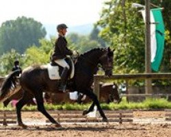 dressage horse Ruinart 2 (Oldenburg, 2010, from Royal Diamond)