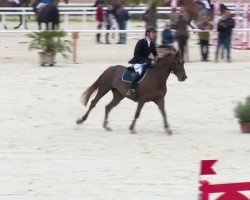 jumper Vog du Rouet (Selle Français, 2009, from Indoctro)