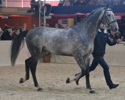 stallion Usador du Rouet (Selle Français, 2008, from Crusador Tn)