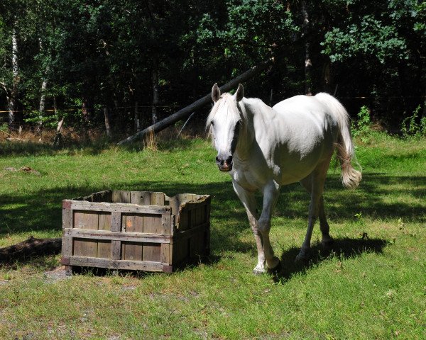 broodmare Aminah Bint Maron (Arabian, 2003)