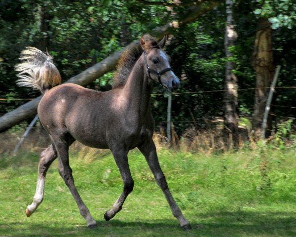 horse Pit (Little German Riding Horse, 2016, from Percy)