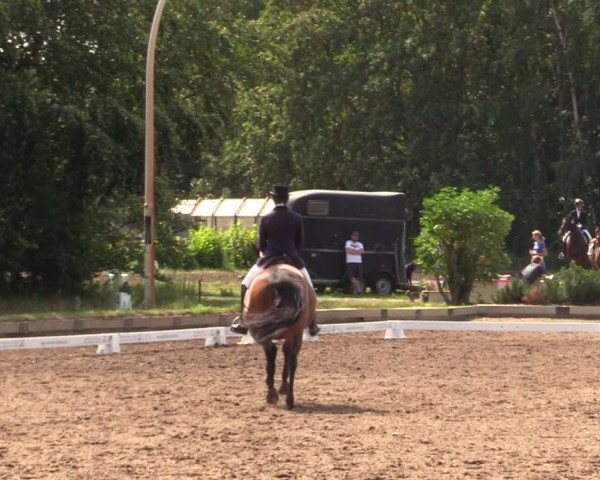 Reitturnier Dallgow 2019