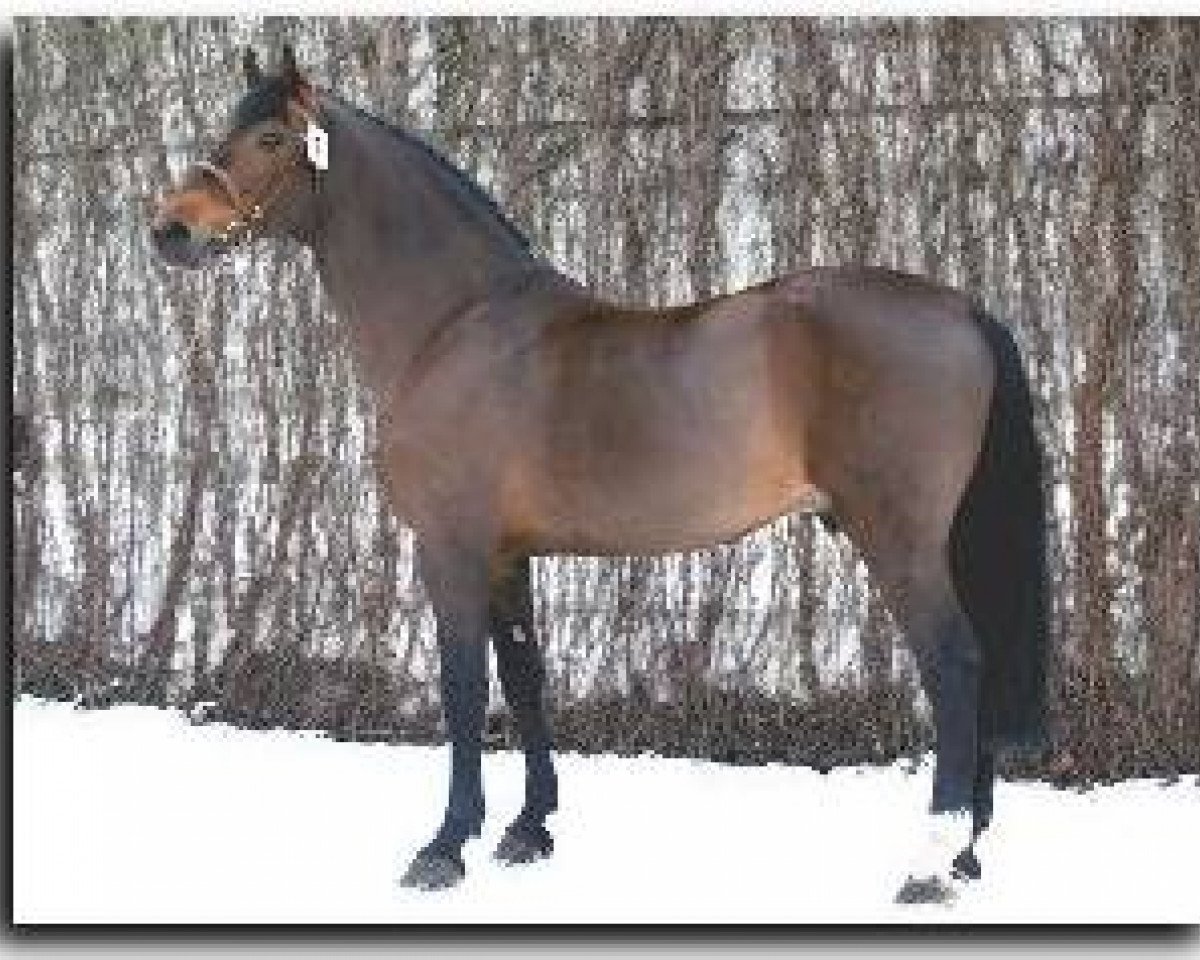 Deckhengst Calvaro Z (Holsteiner, 1987, von Caletto I)