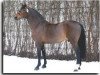 stallion Calvaro Z (Holsteiner, 1987, from Caletto I)