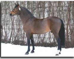 stallion Calvaro Z (Holsteiner, 1987, from Caletto I)