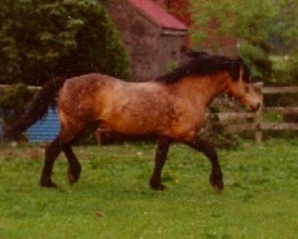 stallion The Fugitive (Connemara Pony, 1968, from Kimble)