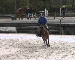 broodmare Souche du Rouet (Selle Français, 2006, from Quaprice Z)