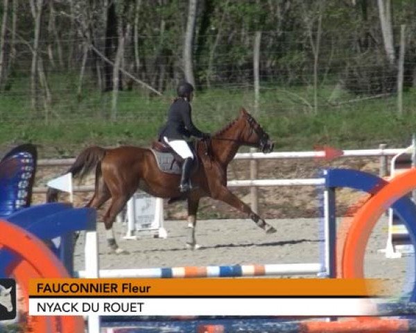 jumper Nyack du Rouet (Selle Français, 2001, from Desir Du Chateau)