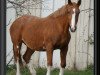 broodmare Vignette du Rouet (Selle Français, 1987, from Narcos II)