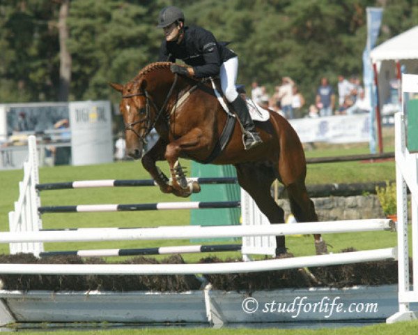 Springpferd Nazur des Forets (Selle Français, 2001, von Diamant de Semilly)